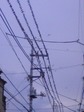 鳥.jpg