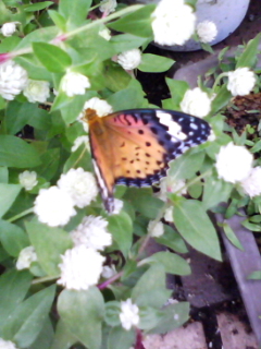 080923_1330.jpg