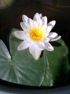 image-20111126101544.png